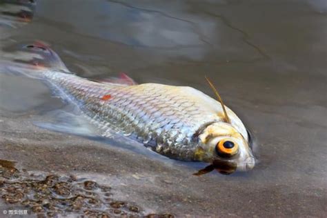 死掉的魚怎麼處理|魚死了，水壞了，怎麼辦？